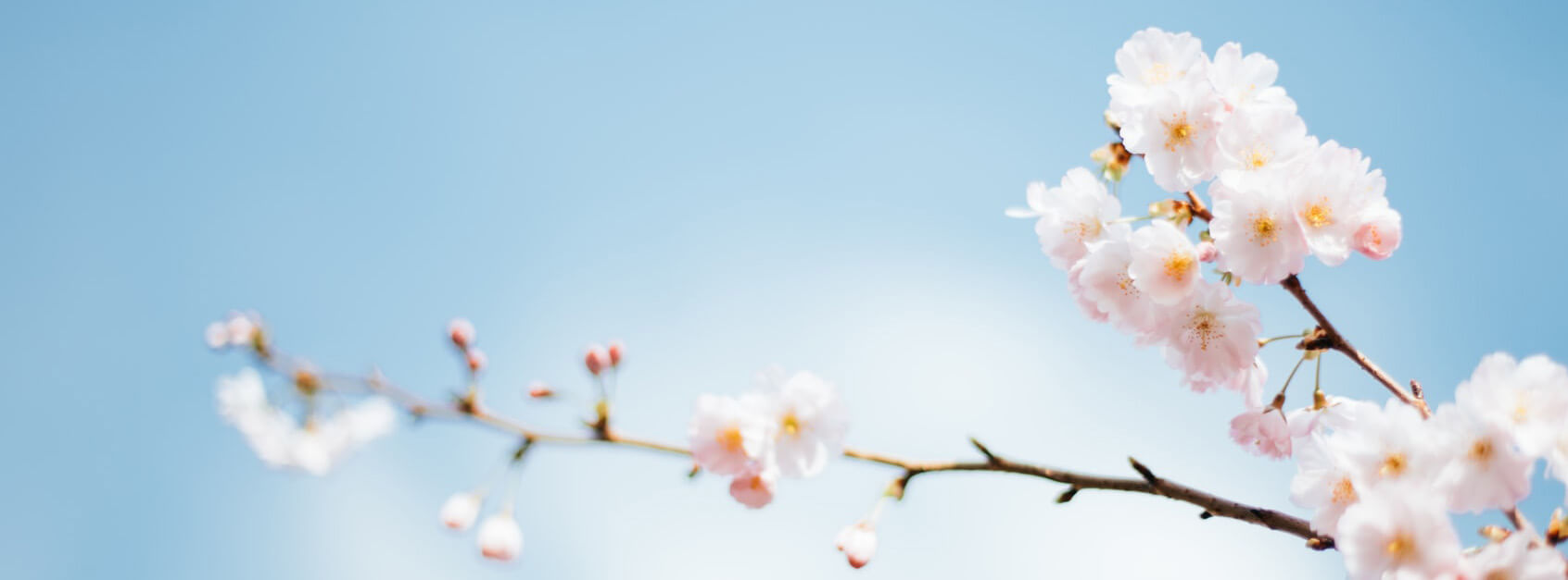 代丝